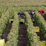Photo de vendangeurs en haut d'une vigne