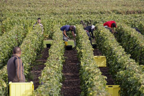 Photo de vendangeurs en haut d'une vigne