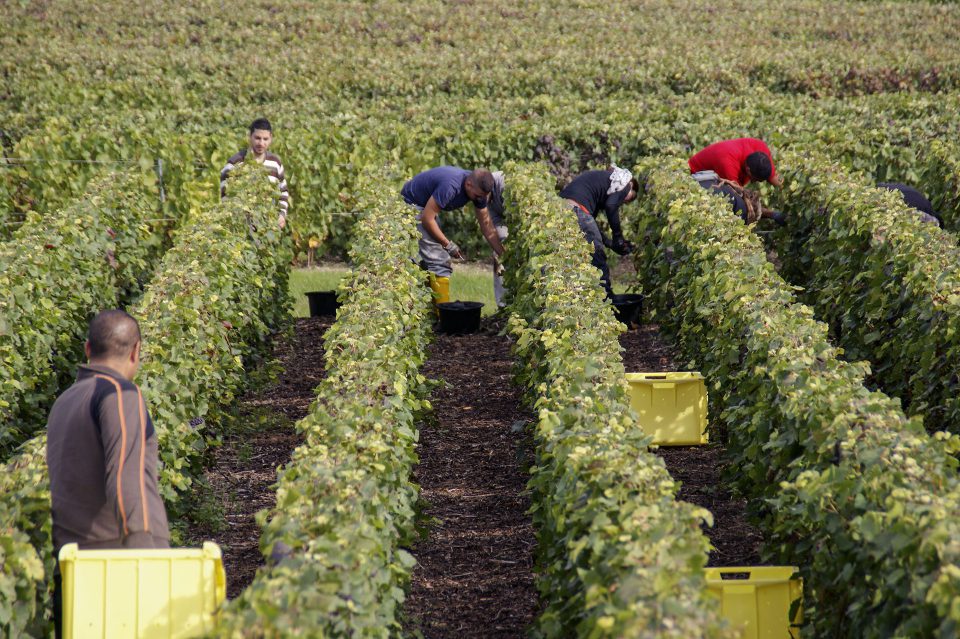 Photo de vendangeurs en haut d'une vigne