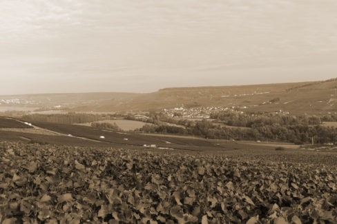 Photo du terroir d'Œuilly dans la vallée de la Marne