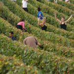 Photo de vendangeurs dans les vignes