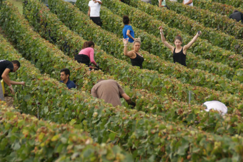Photo de vendangeurs dans les vignes